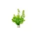 Егерия (Egeria densa )