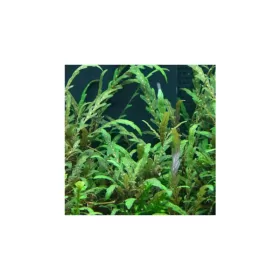 Хигрофила Пинатифида (Hygrophila Pinnatifida)