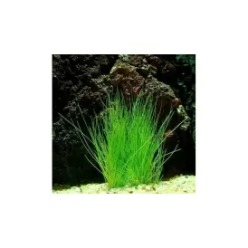 Елеохарис (Eleocharis)