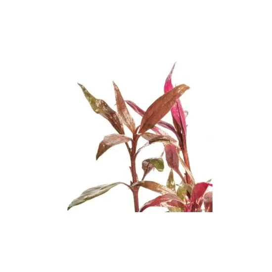 Алтернантера (Alternanthera sp.) - 2