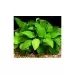 Анубиас (Anubias barteri var. nana) - 2