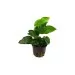 Анубиас (Anubias barteri var. nana)