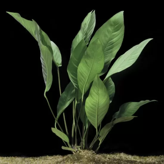 Анубиас (Anubias barteri) - 3