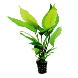 Анубиас (Anubias barteri)