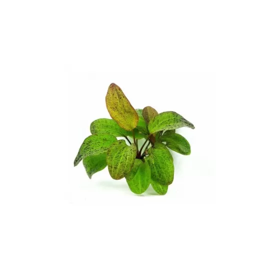 Ехинодорус (Echinodorus sp.) - 4