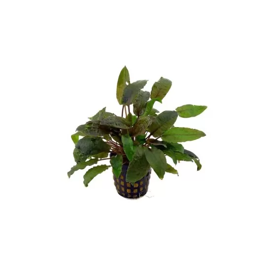 Криптокорина (Cryptocoryne sp.) - 2