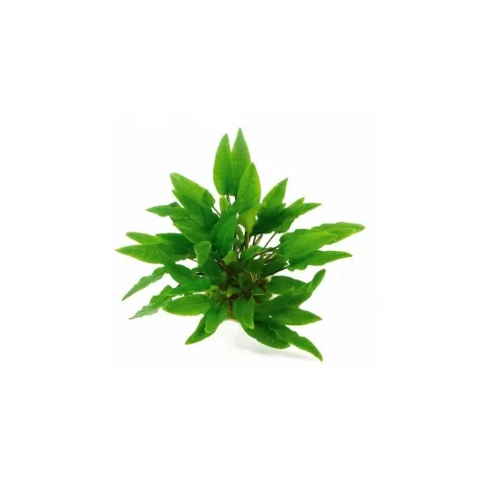 Криптокорина (Cryptocoryne sp.) - 1