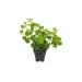 Лизимахия (Lysimachia aurea) - 2