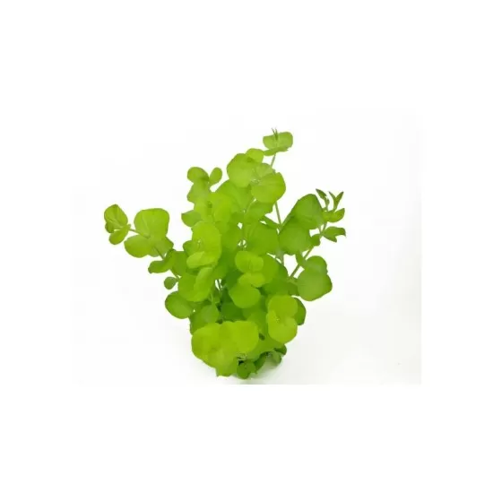 Лизимахия (Lysimachia aurea) - 3