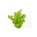 Лизимахия (Lysimachia aurea) - 3