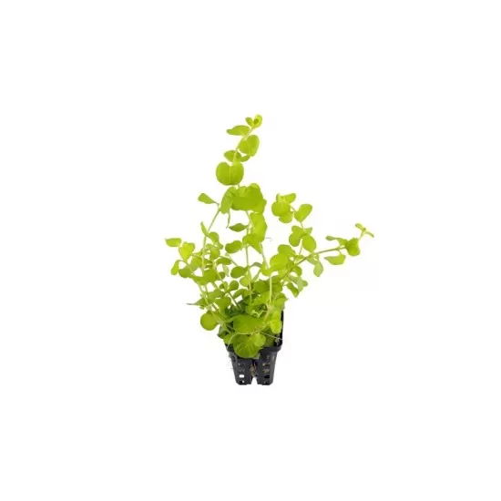 Лизимахия (Lysimachia aurea) - 1