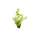 Лизимахия (Lysimachia aurea)