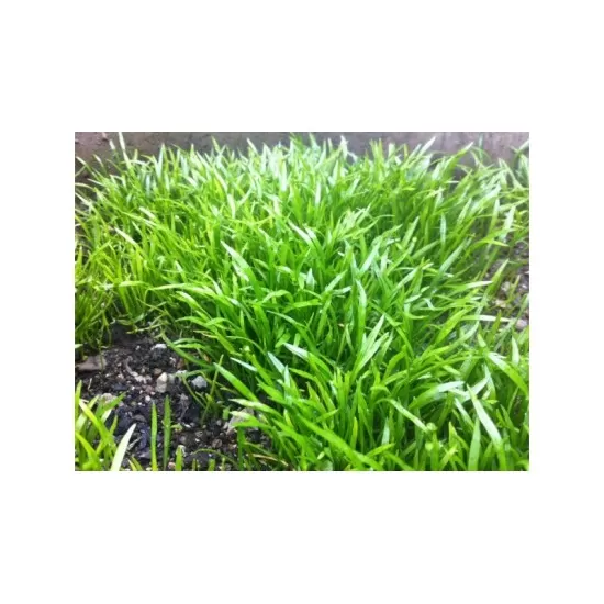 Лилеопсис (Lilaeopsis novae-zelandiae) - 3