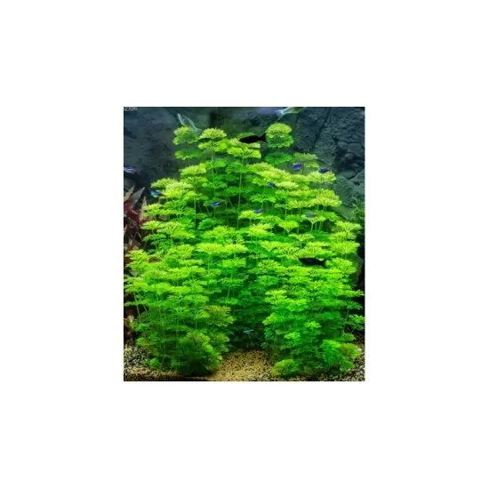 Лимнофила (Limnophila sessiliflora) - 3