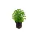 Лимнофила (Limnophila sessiliflora)
