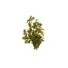 Лудвигия (Ludwigia repens 'Rubin') - 2