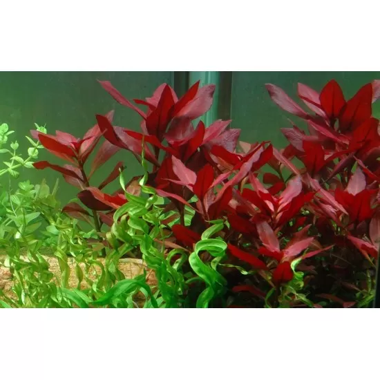 Лудвигия (Ludwigia repens 'Rubin') - 3