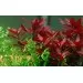 Лудвигия (Ludwigia repens 'Rubin') - 3