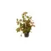 Лудвигия (Ludwigia repens 'Rubin')