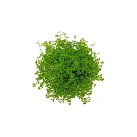 Микрантемум (Micranthemum sp.)