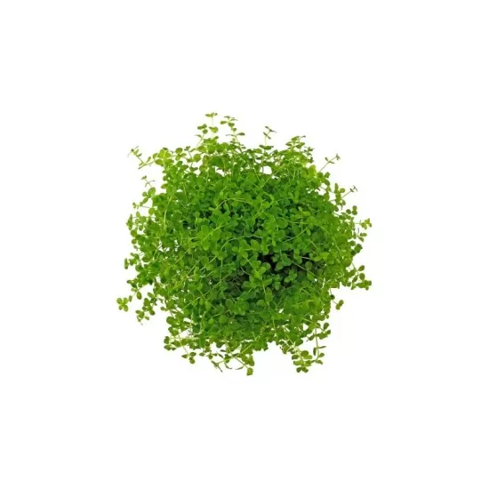 Микрантемум (Micranthemum sp.) - 2