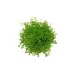 Микрантемум (Micranthemum sp.) - 2