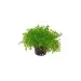 Микрантемум (Micranthemum sp.)