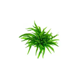 Микрозорум (Microsorum pteropus)