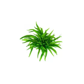 Микрозорум (Microsorum pteropus)