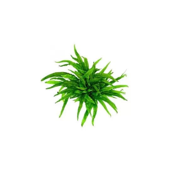 Микрозорум (Microsorum pteropus) - 2