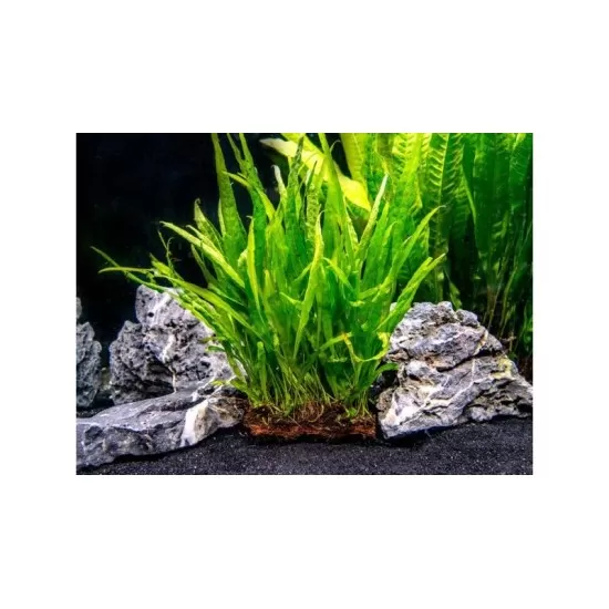 Микрозорум (Microsorum pteropus) - 3