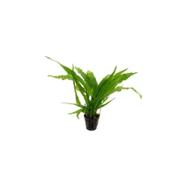 Микрозорум (Microsorum pteropus)