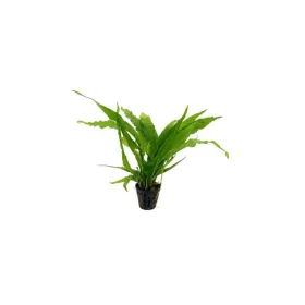 Микрозорум (Microsorum pteropus)
