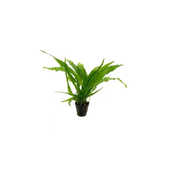 Микрозорум (Microsorum pteropus) - 1