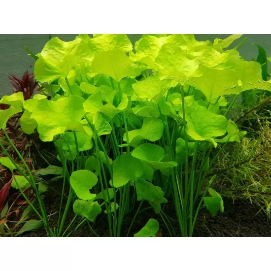 Нимфоидес (Nymphoydes sp. Taiwan) - 3