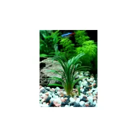 Офиопогон (Ophiopogon sp.)