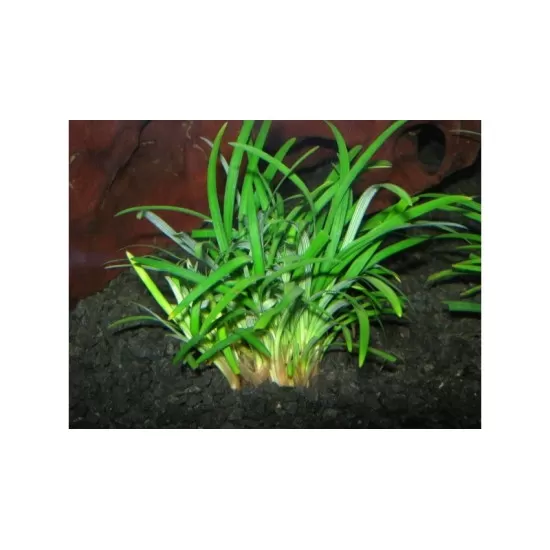 Офиопогон (Ophiopogon sp.) - 3