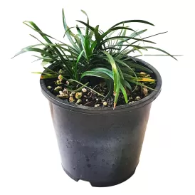Офиопогон (Ophiopogon sp.)