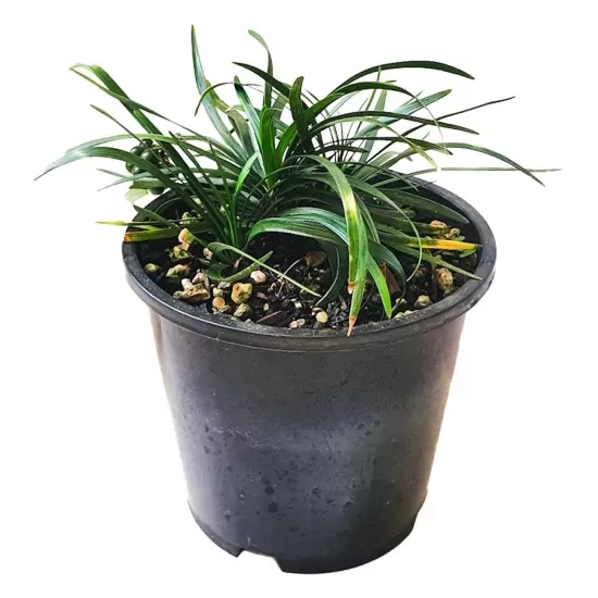 Офиопогон (Ophiopogon sp.) - 1