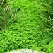 Хемиантус (Hemianthus callitrichoides ) - 2