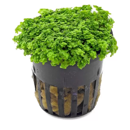 Хемиантус (Hemianthus callitrichoides ) - 1