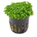 Хемиантус (Hemianthus callitrichoides )