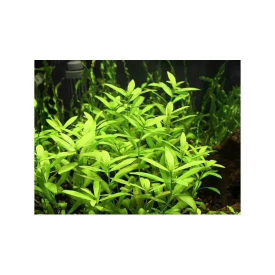 Хигрофила (Hygrophila polysperma) - 2