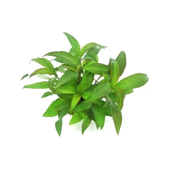 Хигрофила Стрикта (Hygrophila corymbosa Stricta) - 1