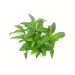 Хигрофила Стрикта (Hygrophila corymbosa Stricta)