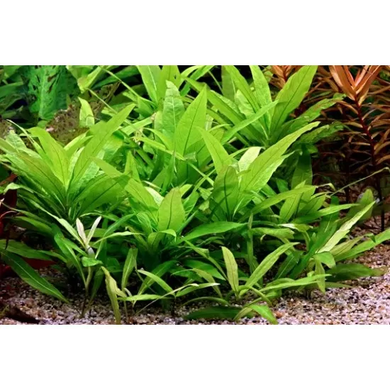 Хигрофила Стрикта (Hygrophila corymbosa Stricta) - 2