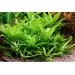 Хигрофила Стрикта (Hygrophila corymbosa Stricta) - 2