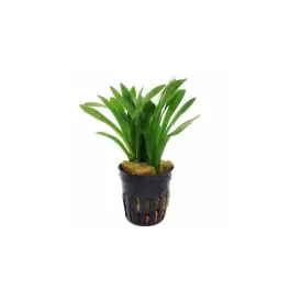 Сагитария (Sagittaria subulata)