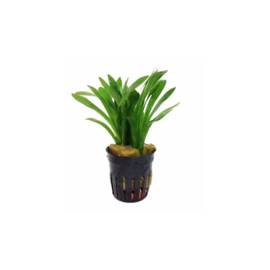 Сагитария (Sagittaria subulata) - 2