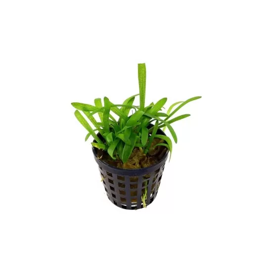 Сагитария (Sagittaria subulata) - 1